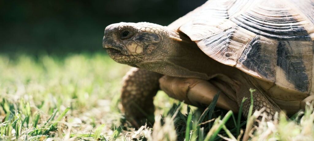 FWC Gopher Tortoise Permitting Guidelines
